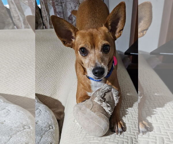 Medium Photo #2 Chihuahua-Unknown Mix Puppy For Sale in Royal Palm Beach, FL, USA