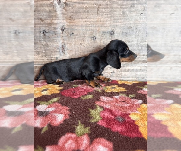 Medium Photo #8 Dachshund Puppy For Sale in VERMONTVILLE, MI, USA