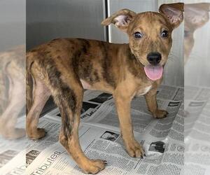 Mutt Dogs for adoption in San Antonio, TX, USA