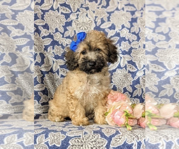 Medium Photo #3 Bichpoo Puppy For Sale in NOTTINGHAM, PA, USA