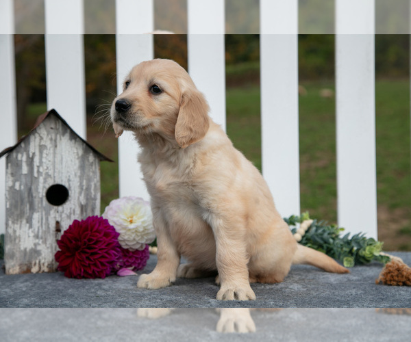Medium Photo #17 Golden Retriever Puppy For Sale in HOLMESVILLE, OH, USA