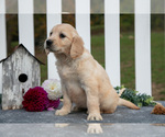 Puppy Rory Golden Retriever