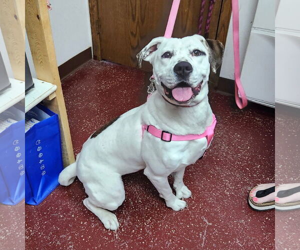 Medium Photo #6 American Bulldog Puppy For Sale in Fargo, ND, USA