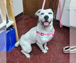 Small #5 American Bulldog