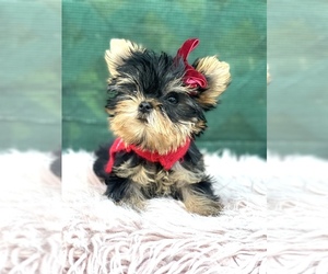 Yorkshire Terrier Puppy for sale in CORAL SPRINGS, FL, USA