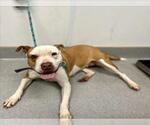 Small American Pit Bull Terrier