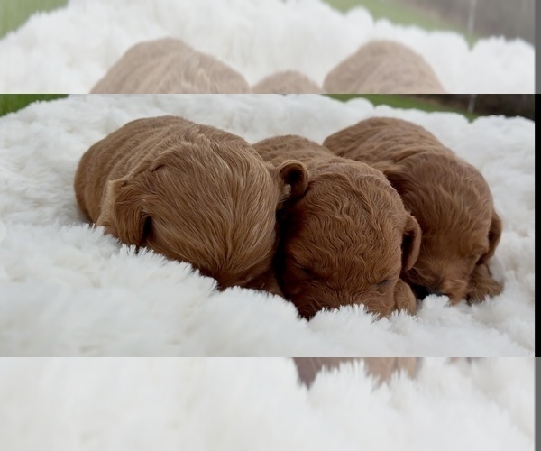 Medium Photo #3 Goldendoodle (Miniature) Puppy For Sale in RANDOLPH, WI, USA