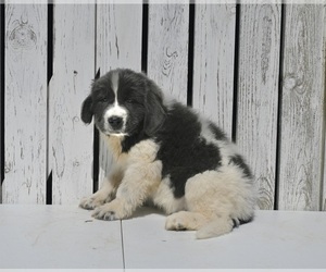 Newfoundland Puppy for Sale in MILLERSBURG, Ohio USA