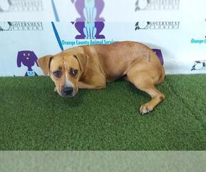 American Pit Bull Terrier-Unknown Mix Dogs for adoption in Orlando, FL, USA