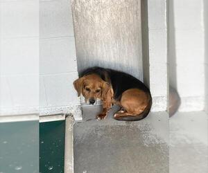 Beagle Dogs for adoption in Rosenberg, TX, USA