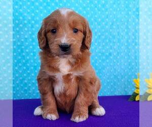 Goldendoodle (Miniature) Puppy for sale in ARTHUR, IL, USA