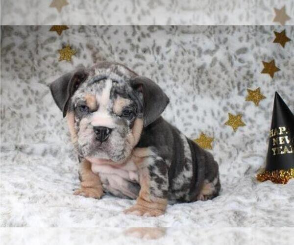 Medium Photo #1 English Bulldog Puppy For Sale in CHARLESTON, SC, USA