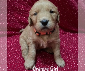 Golden Retriever Puppy for sale in SPRINGFIELD, MO, USA