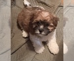 Small #12 Shorkie Tzu-Yorkshire Terrier Mix