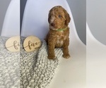 Small Photo #6 Goldendoodle Puppy For Sale in JENKS, OK, USA