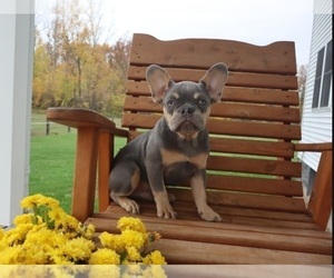 French Bulldog Puppy for sale in INDIANAPOLIS, IN, USA