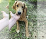Small #3 Flat Coated Retriever-Golden Retriever Mix