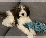 Small Photo #5 Bernedoodle-Poodle (Standard) Mix Puppy For Sale in ARAGON, GA, USA