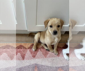Golden Pyrenees Dogs for adoption in Brooklyn, NY, USA