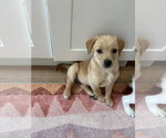 Small Golden Pyrenees