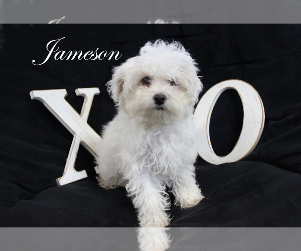 Medium Photo #12 Poodle (Toy) Puppy For Sale in CHANUTE, KS, USA