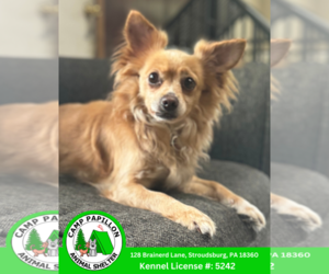 Chiranian Dogs for adoption in Stroudsburg, PA, USA