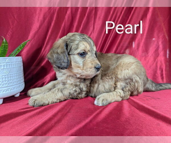Medium Photo #28 Bernedoodle Puppy For Sale in CANON CITY, CO, USA