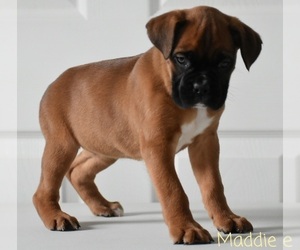 Boxer Puppy for sale in SHIPSHEWANA, IN, USA