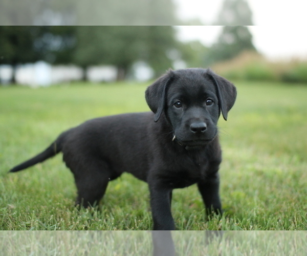 Medium Photo #6 Labrador Retriever Puppy For Sale in FRYTOWN, IA, USA