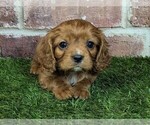 Small #10 Cavalier King Charles Spaniel