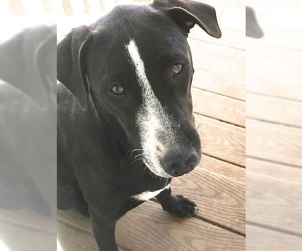 Medium Photo #9 Labrador Retriever-Unknown Mix Puppy For Sale in San Diego, CA, USA