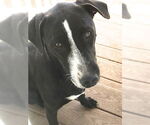 Small #8 Labrador Retriever Mix