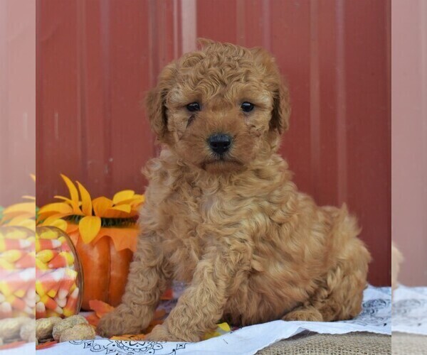 Medium Photo #2 Poodle (Miniature) Puppy For Sale in WOODWARD, PA, USA