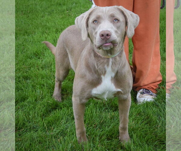 Medium Photo #5 Labmaraner Puppy For Sale in Huntley, IL, USA