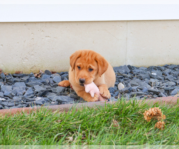 Medium Photo #5 Labrador Retriever Puppy For Sale in SYRACUSE, IN, USA