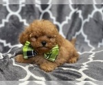 Small Photo #21 Cavapoo Puppy For Sale in LAKELAND, FL, USA