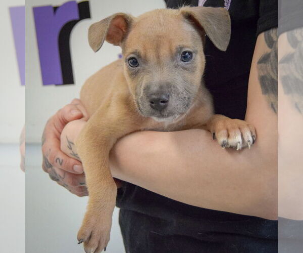 Medium Photo #3 American Staffordshire Terrier-Boxer Mix Puppy For Sale in Huntley, IL, USA