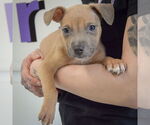 Small #2 American Staffordshire Terrier-Boxer Mix