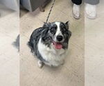 Small Australian Shepherd