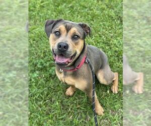 Labrottie Dogs for adoption in Fort Lauderdale, FL, USA