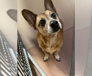 Cardigan Welsh Corgi-Unknown Mix Dogs for adoption in Ogden, UT, USA