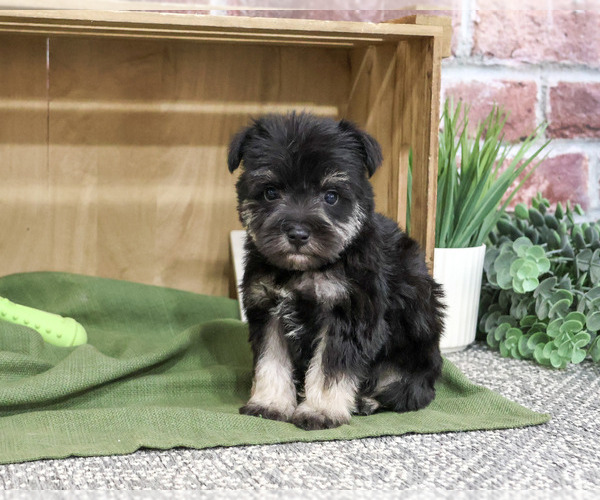 Medium Photo #1 Schnauzer (Miniature) Puppy For Sale in SYRACUSE, IN, USA