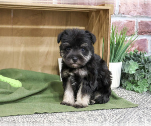Schnauzer (Miniature) Puppy for sale in SYRACUSE, IN, USA