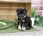Small Schnauzer (Miniature)