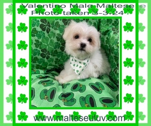 Maltese Puppy for Sale in SILVERHILL, Alabama USA