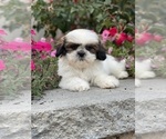 Small #6 Shih Tzu
