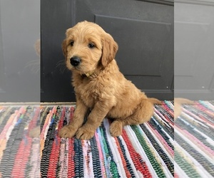 Goldendoodle Puppy for sale in SPRINGFIELD, MO, USA
