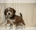 Small #2 Poovanese