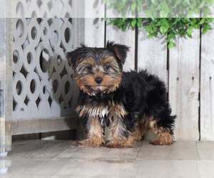 Bichon Frise Puppy for sale in MOUNT VERNON, OH, USA