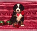 Small Photo #5 Bernese Mountain Dog Puppy For Sale in CLAY, PA, USA